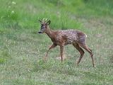 RoeDeer_DSC_2926_1920.JPG