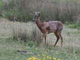 RoeDeer_DSC_2865_1920.JPG