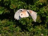 BarnOwl_DSC_0385_1920.JPG