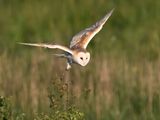 BarnOwl_DSC_0363_1920.JPG