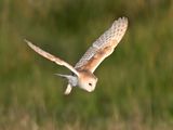 BarnOwl_DSC_0359_1920.JPG