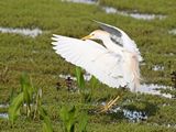 CattleEgret_DSC_9696_1920.JPG