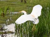 CattleEgret_DSC_9687_1920.JPG