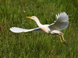 CattleEgret_DSC_9666_1920.JPG