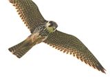 Hobby_DSC_7667_1920.JPG