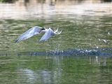 CommonTern_DSC_8816_small.JPG