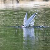CommonTern_DSC_8811_small.JPG