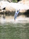 CommonTern_DSC_8803_small.JPG
