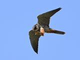 Hobby_DSC_8666_small.JPG