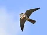 Hobby