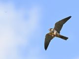 Hobby hunting damselfly