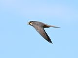 Hobby_DSC_8629_small.JPG