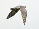 Cuckoo