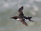 Guillemot_DSC_5426_1500.JPG
