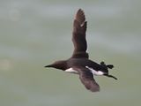 Guillemot_DSC_5420_1500.JPG