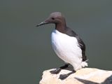 Guillemot_DSC_4037_1500.JPG