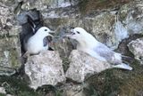 Fulmar_DSC_4454_1500.JPG