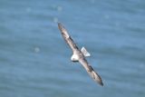 Fulmar_DSC_4090_1500.JPG