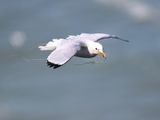 Kittiwake