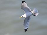 Kittiwake