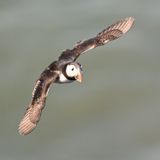 Puffin_DSC_5512_1500.JPG