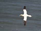 Gannet