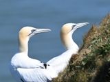 Gannet_DSC_4065_1500.JPG