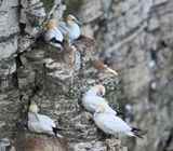 Gannet_DSC_3933_1500.JPG