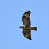 Buzzard