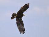 Marsh Harrier