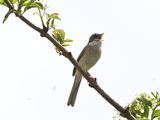 WhiteThroat