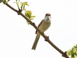WhiteThroat