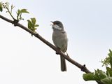 WhiteThroat