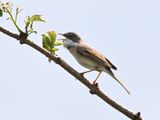 WhiteThroat