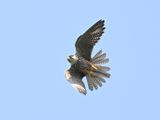 Hobby