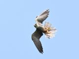 Hobby