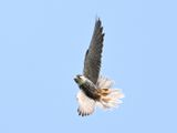 Hobby