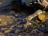 Grass Snake with a fish supper