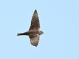 Sand Martin