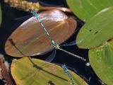 Azure Damselfly
