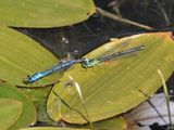 Azure Damselfly