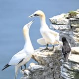 Gannets greeting one another