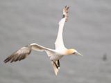 Gannet