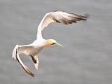 16th June 2025 - Bempton Cliffs