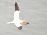 Gannet with nest material