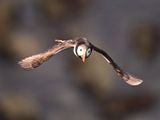 Puffin