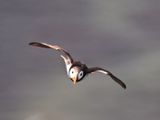 Puffin