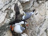 Puffin