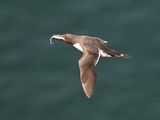 Guillemot