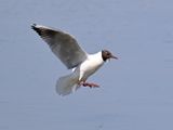 Black Headed Gull
